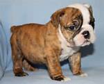pingmasterbulldoglover