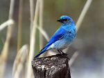 bluebird-unlimited