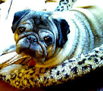 pugsley_pugsley