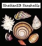 sheller23