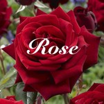 rose9308