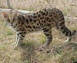 spottedcattman
