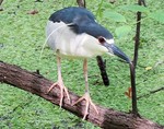 night-heron-antiques