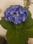 berosieb