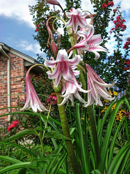 crinum lilies photo: Twelve Apostles Crinum Lilies 35227_1378309543874_3063806_n.jpg