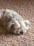 rowdypuppy2long
