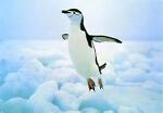 penguins_dont_fly