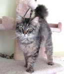 cats_meow_antiques_cat_rescue