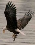 eagledec1979