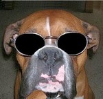 bugsy_traders
