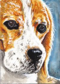Regal Beagle