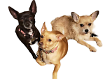 three-dogs-vintageandjewelry
