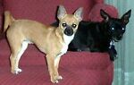 angry_chihuahua