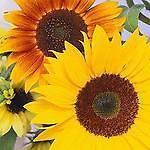 sunflowers_plus