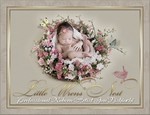littlewrensnest