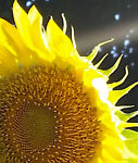 sunnydispositions