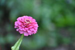 zinniatradingpost