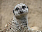 meerkat713