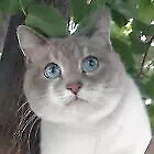 angel_cat