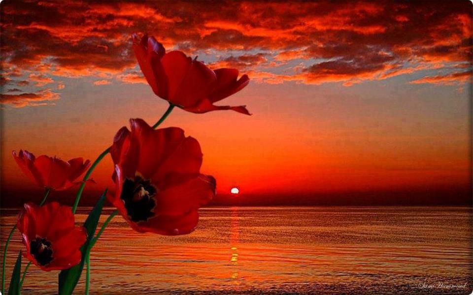 hope photo: Hope 483709_355423857909036_575939791_n_zps7a609eae.jpg