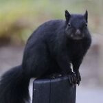 black_squirrel_1