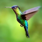 tzintzinhummingbird