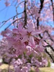 yaad-n-japan