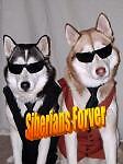 siberians_forever