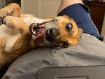 dogs*games
