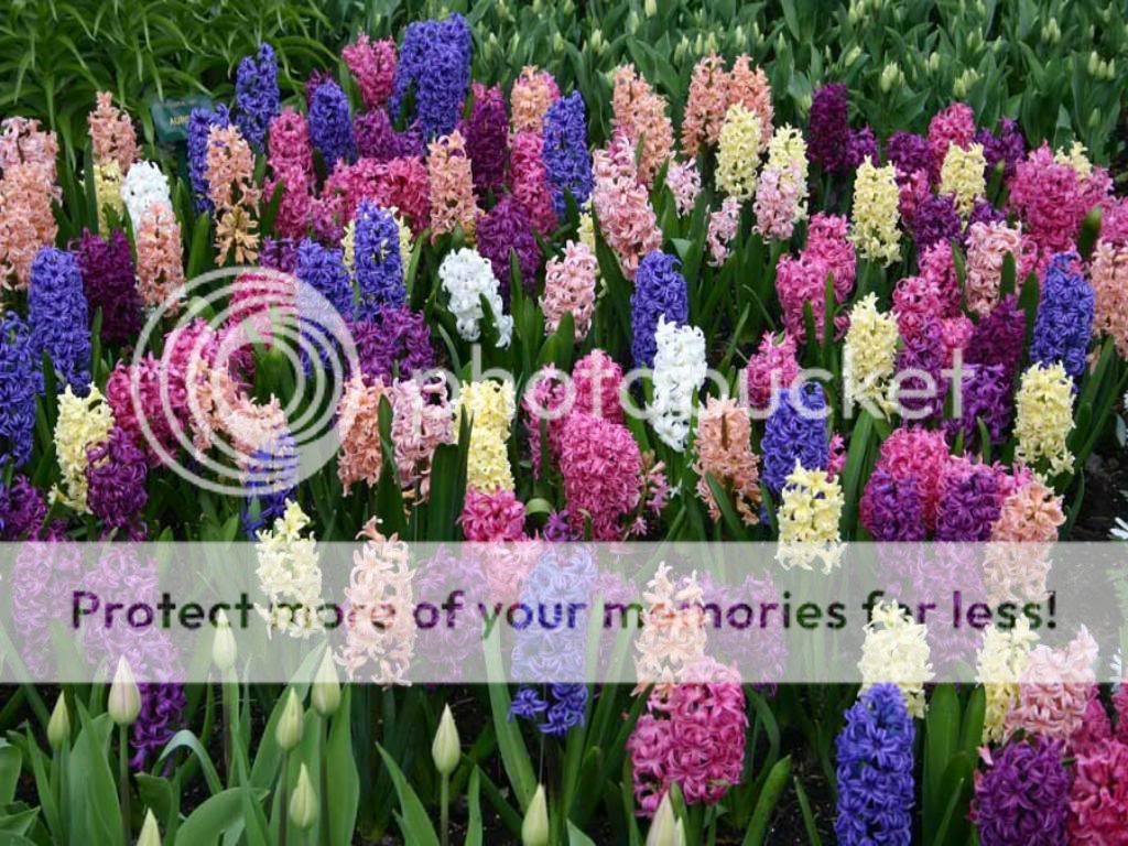 hyacinths photo: Hyacinths 3-22.jpg