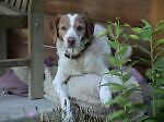 pointindog