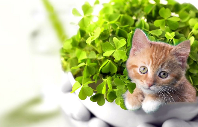 shamrocks photo: kitten in shamrocks catinplants.png