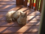 mitsymotorcat
