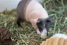 skinnypiglove