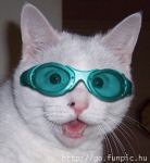 liquid_cat