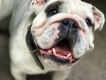 englishbulldogauctionhouse