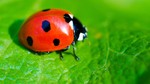 ladybugmls