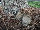 chiwawa