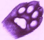 violetcatpaw