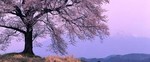 plumskye