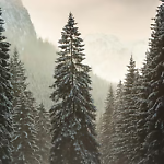 frostyevergreen