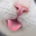 skrdykat