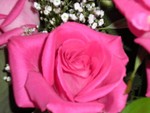 desert-rose-classics