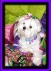 dressedtothecanines
