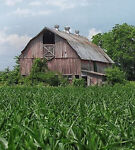 cornfieldcollectibles