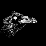 cryptic.corvid