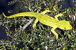 yellow_gecko