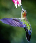 hummingbirdcolumbine6