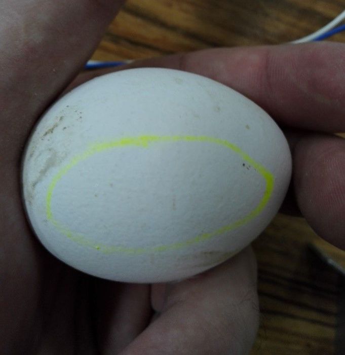 Figure 6 : Crack egg with micro-crack that is not visible under normal condition