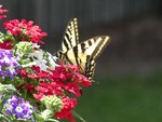 honeybee-388